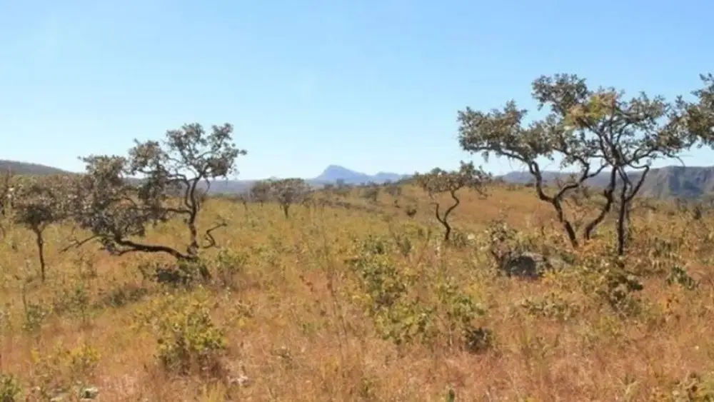 Cerrado tem menor área sob alerta de desmate desde 2021