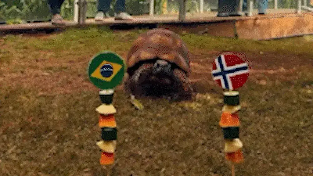 Jabuti do Bioparque acerta eliminação do Brasil na Copa