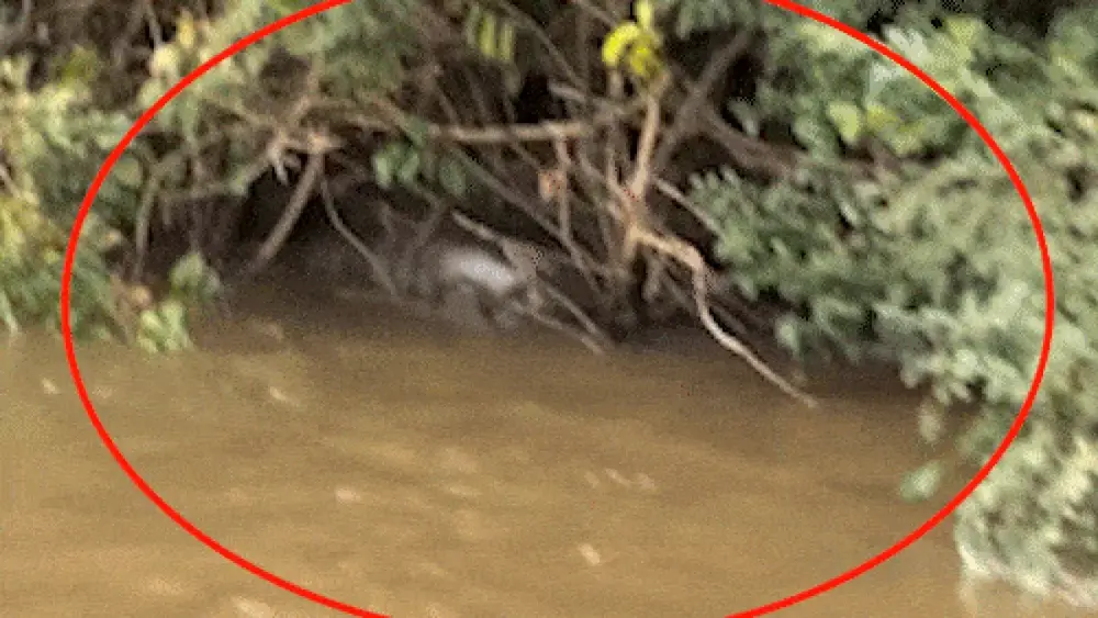 Pescador flagra sucuri gigante de 6 metros em digestão no Rio Dourado